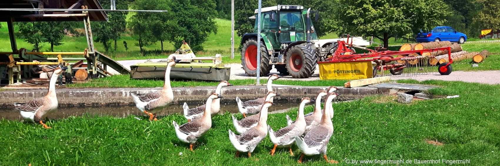 bauernhofurlaub-bach-gänse-traktor-tiere-erlebnisse