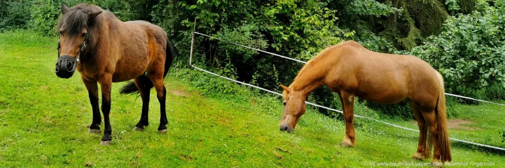 fingermuehl-bayerischer-wald-bauernhofurlaub-.pferde-reiterferien