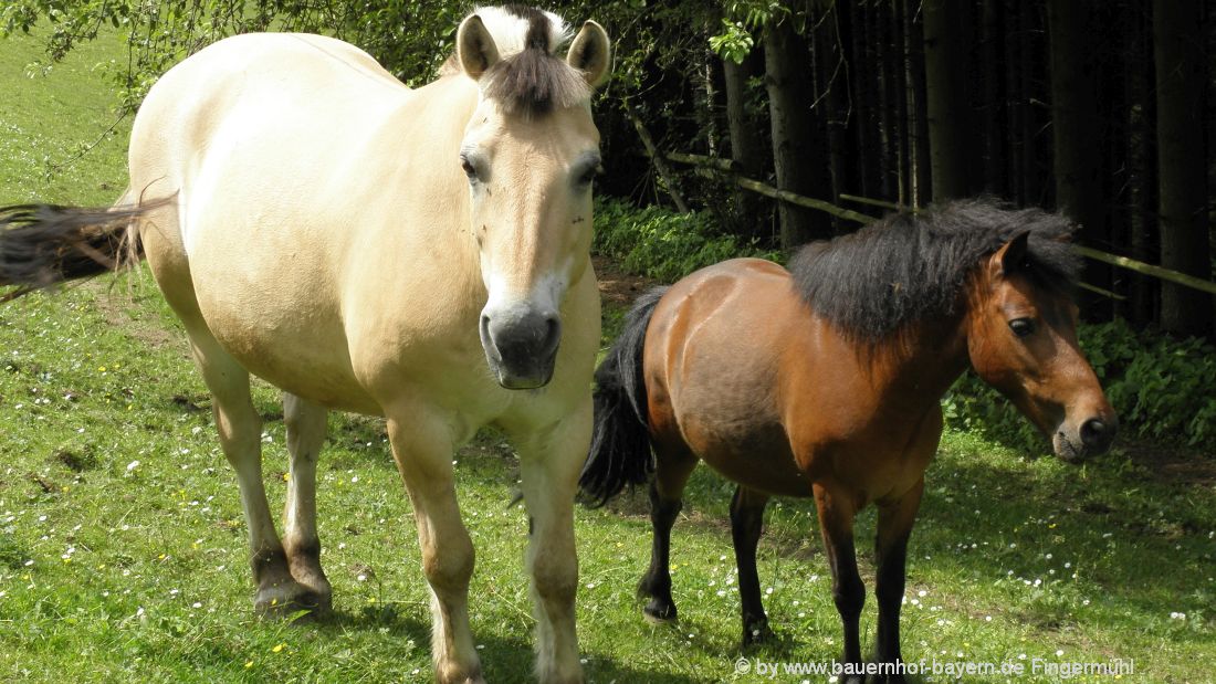 Reiturlaub mit Ponyreiten auf dem Bauernhof