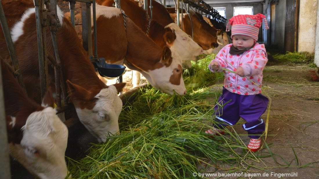 Kinder beim Kühe füttern im Bauernhofurlaub