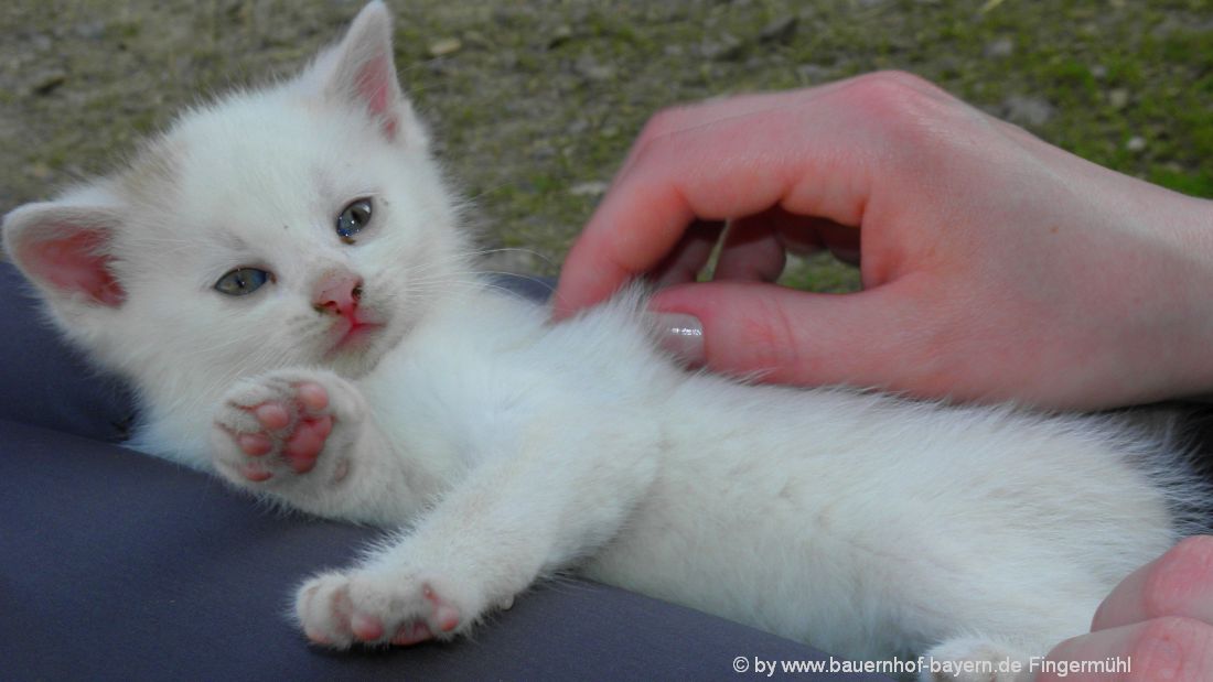 Katzen streicheln am Bauernhof im Bayerischen Wald