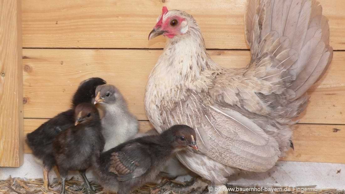 Bauernhoftiere Hühner mit Kücken Glucke mit Singerl