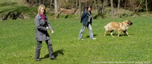 urlaub-mit-hund-bauernhof-bayerischer-wald-wiese